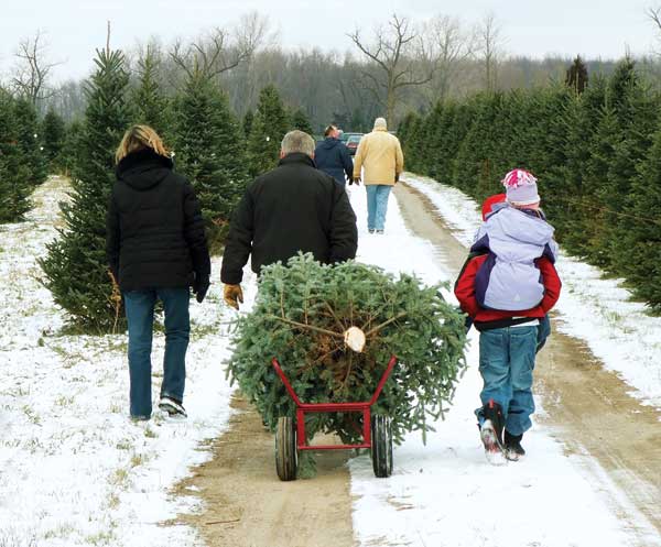A family heads home after cutting down a Christmas tree.